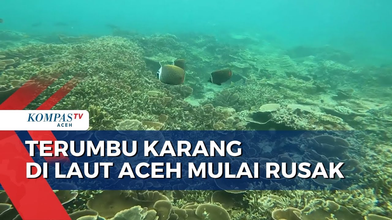 Keajaiban Laut Banda: Blush On Alami dari Serbuk Karang Mati, Inovasi Kecantikan yang Ramah Lingkungan