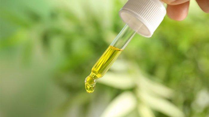 Mengenal Face Oil dari Ekstrak Jantung Pohon Kenari Hitam: Rahasia Kulit Sehat dan Bercahaya Alami